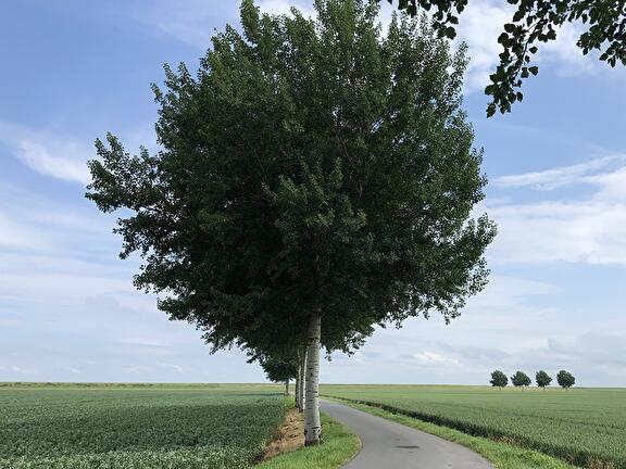 Bomen